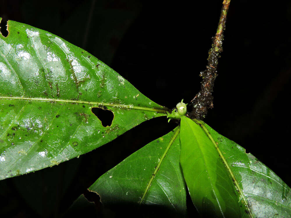 Image de Randia grandifolia (Donn. Sm.) Standl.