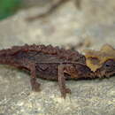 Image of Antsingy Leaf Chameleon