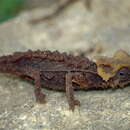 Sivun Brookesia perarmata (Angel 1933) kuva