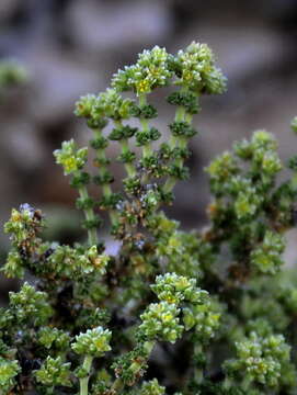 Image of Herniaria fruticosa L.