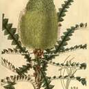 Image of Showy banksia