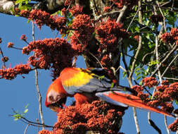 Image of Scarlet Macaw