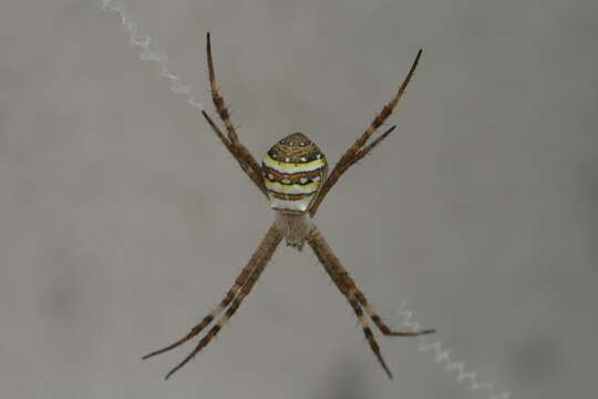 Image of St Andrews cross spider