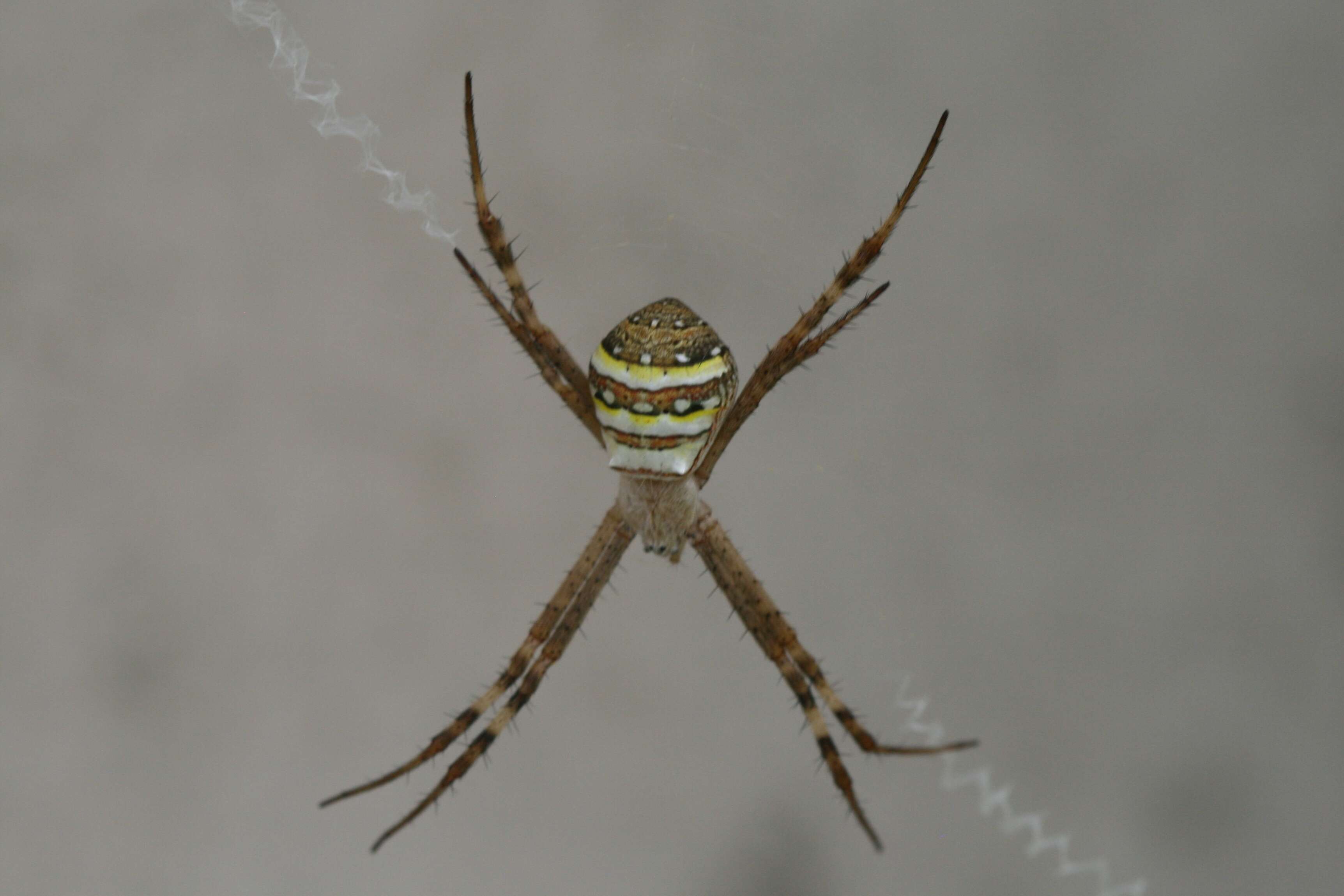 Imagem de Argiope