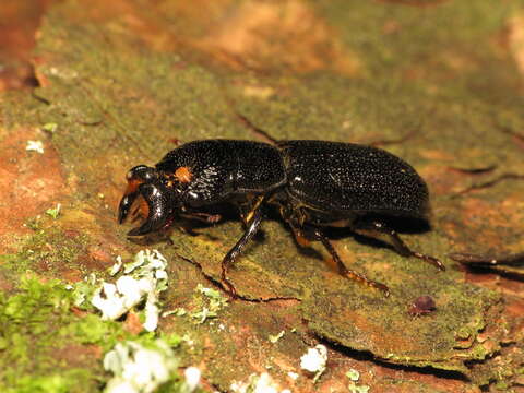 Ceruchus striatus Le Conte 1859的圖片