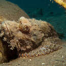 Image of Bearded scorpionfish