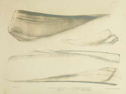 Neobalaenidae Gray 1873的圖片