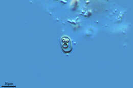 Image of Coenocystis Korshikov 1953