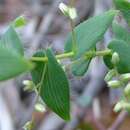 Image of Leucopogon amplexicaulis (Rudge) R. Br.