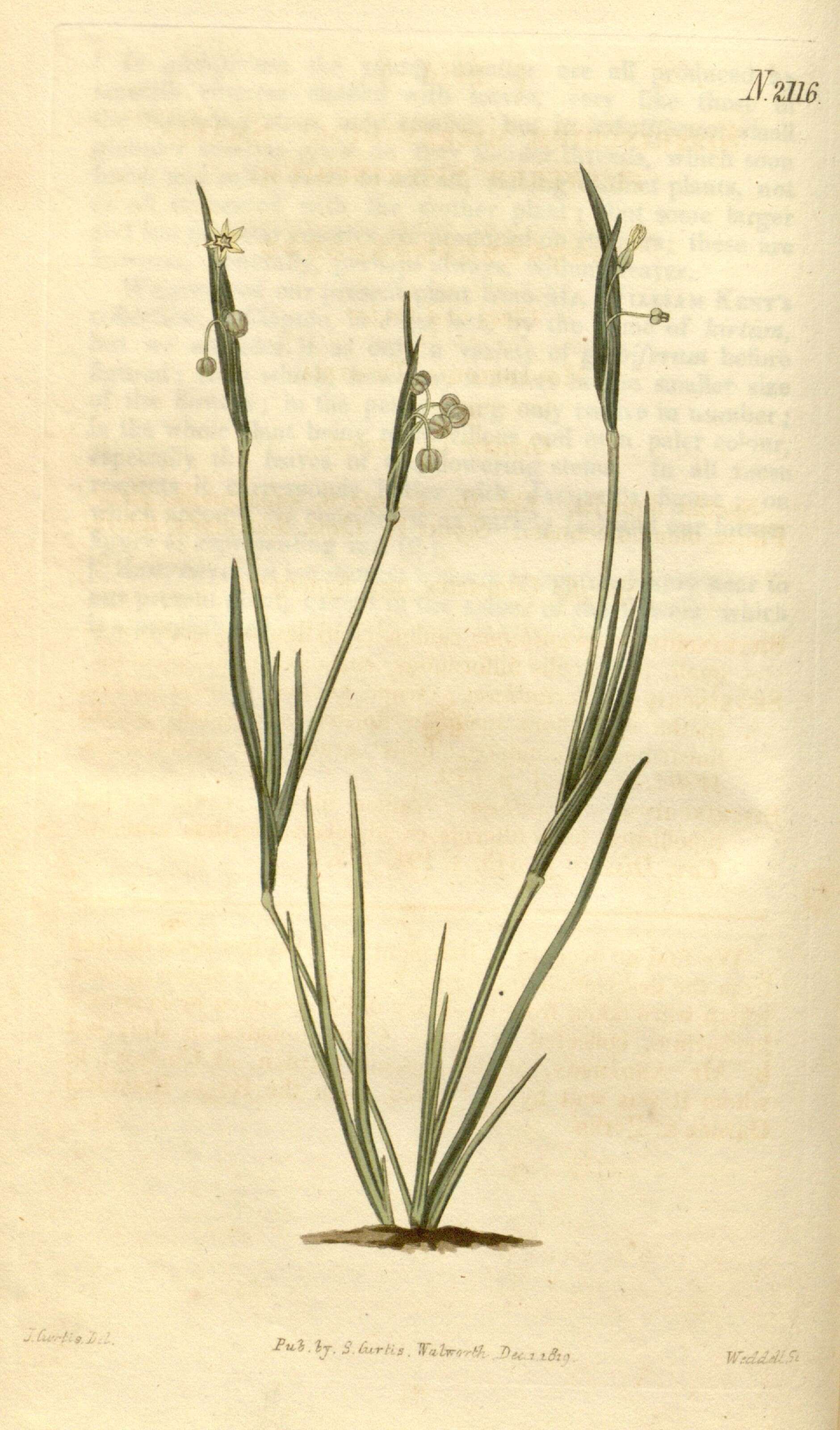 صورة Sisyrinchium micranthum Cav.