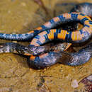 Image of Short Ground Snake