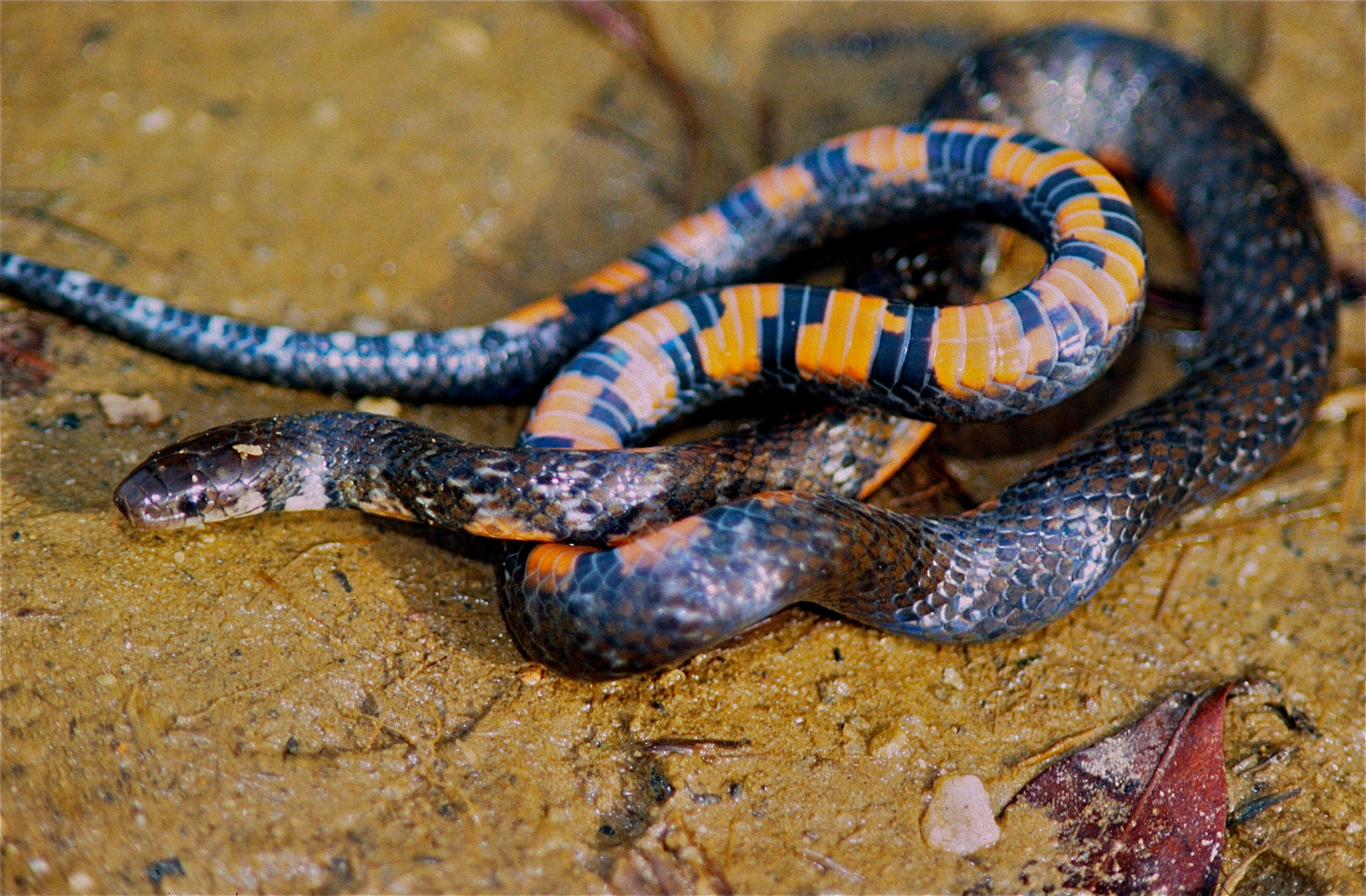 Image of Short Ground Snake