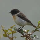 Image of White-tailed Stonechat