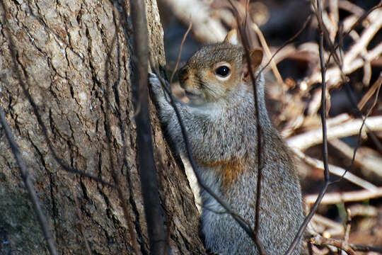 Image of Sciurus subgen. Sciurus Linnaeus 1758