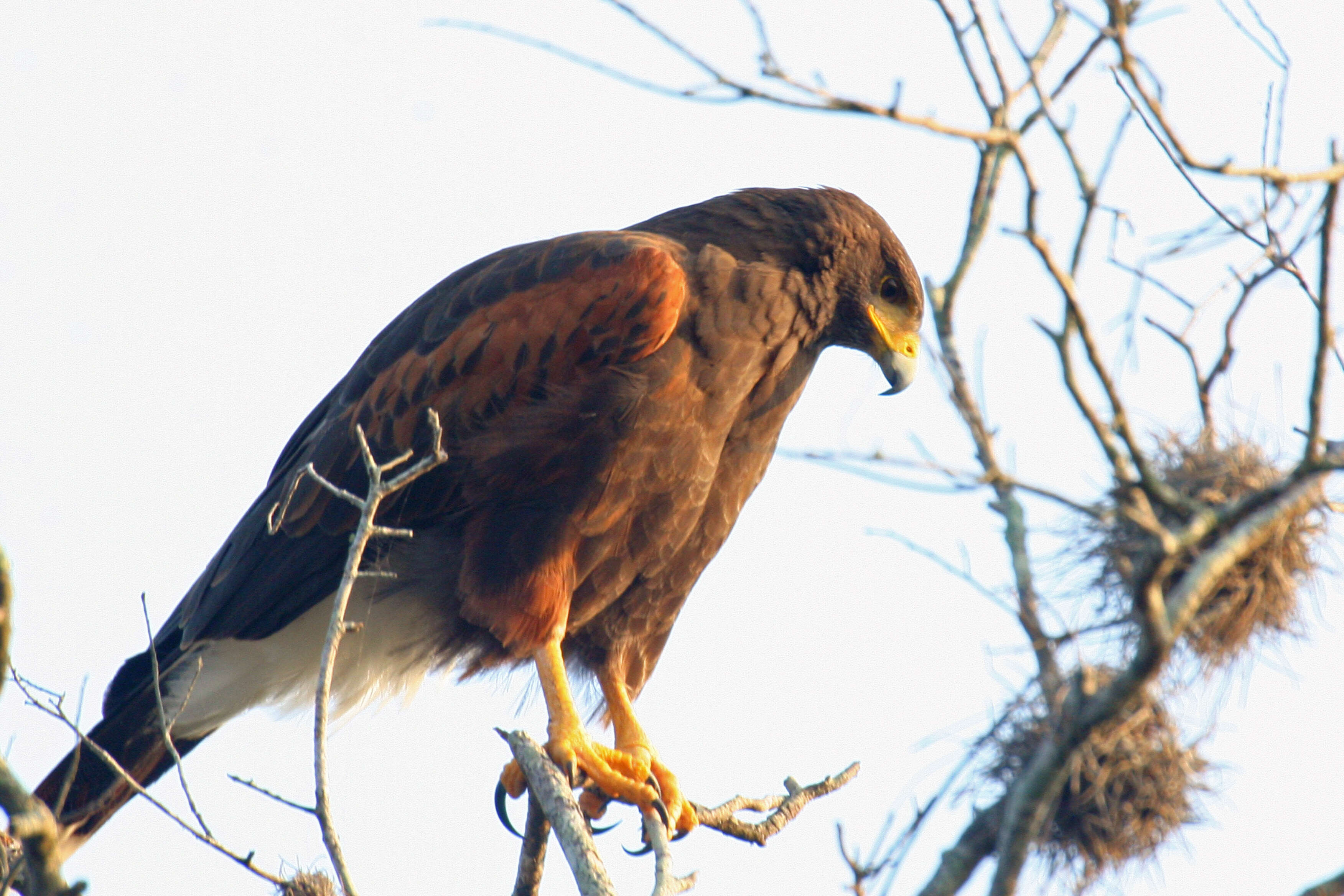 Image of Parabuteo Ridgway 1874