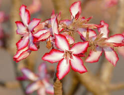 Image de Adenium obesum (Forsk.) Roem. & Schult.