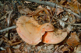 Image of Milk Cap Mushrooms