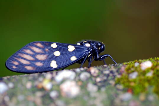 Image of Gaeana maculata (Drury 1773)