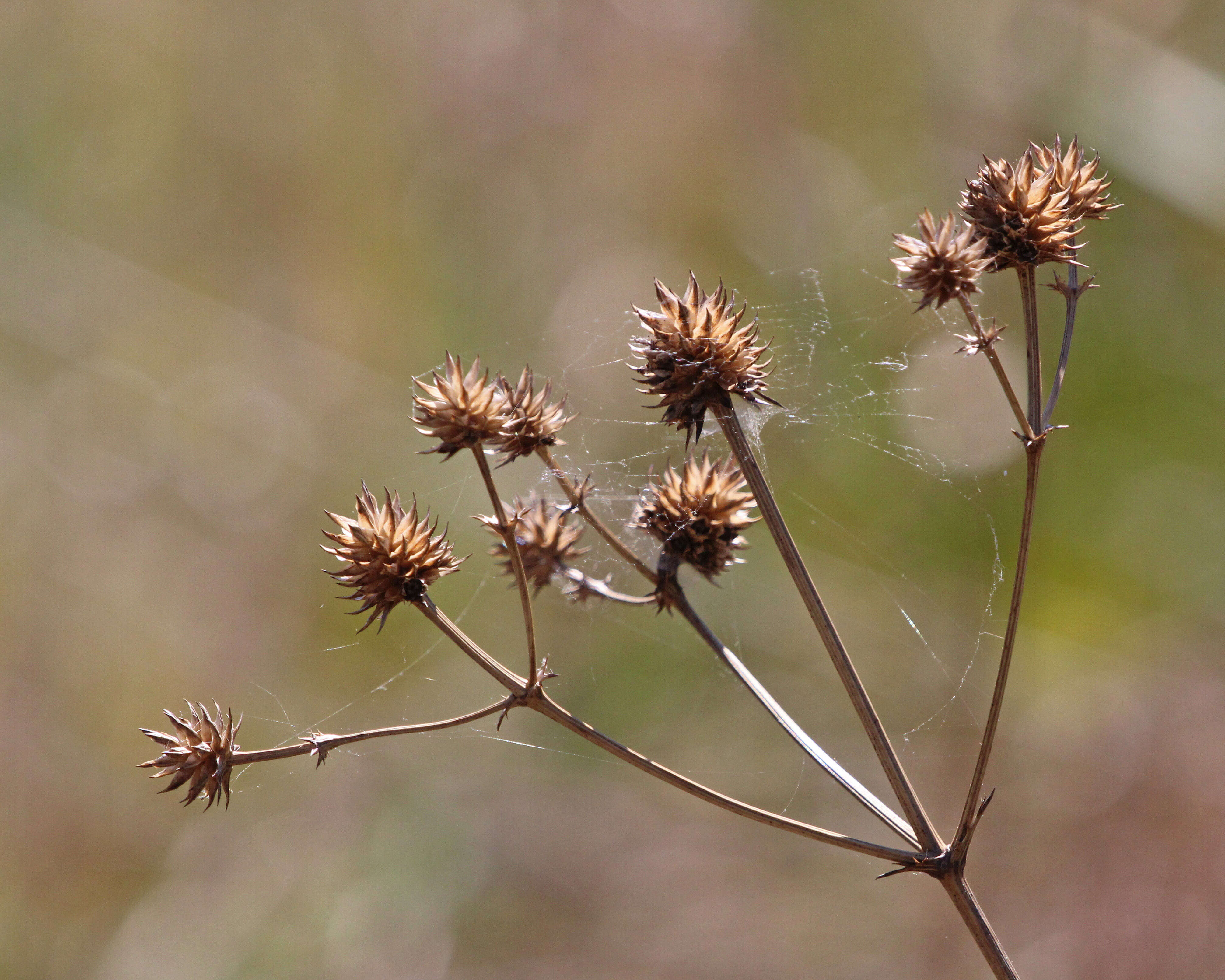 Imagem de Eryngium