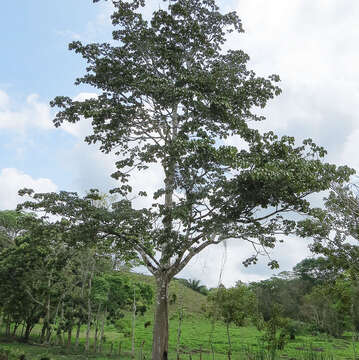 Image of Panama tree