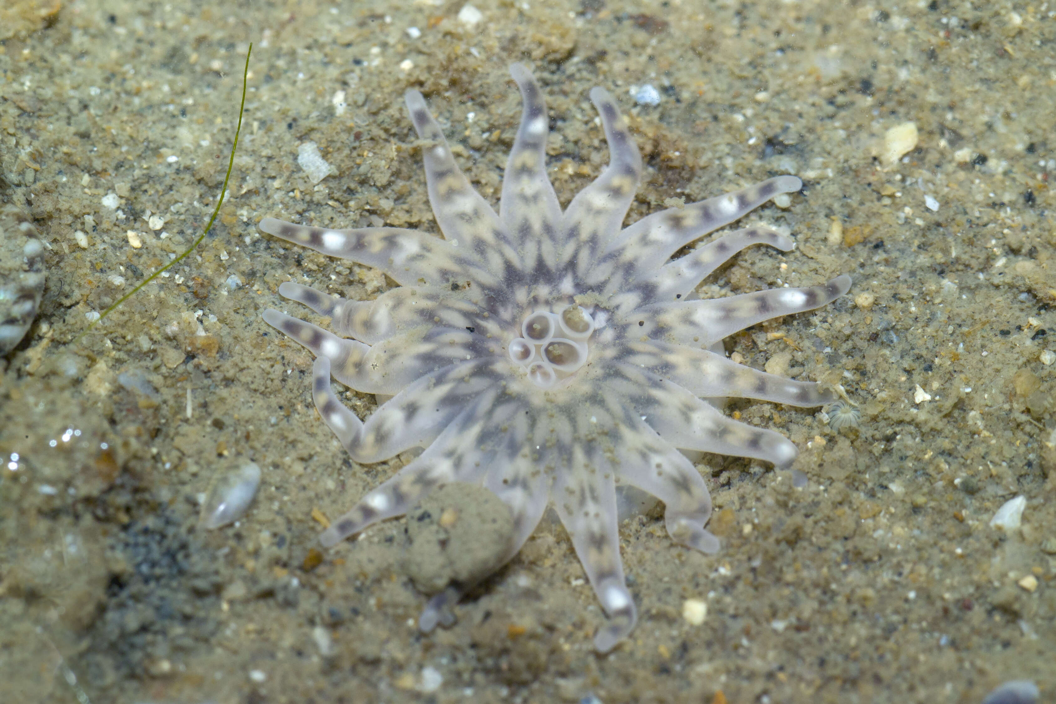 Image de Haloclavidae Verrill 1899