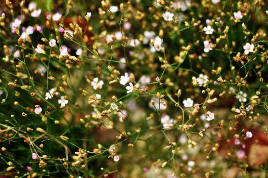 Image de Gypsophila spinosa D. Q. Lu