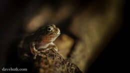 Image of Gray Treefrog