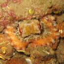 Image of Octopus vulagaris