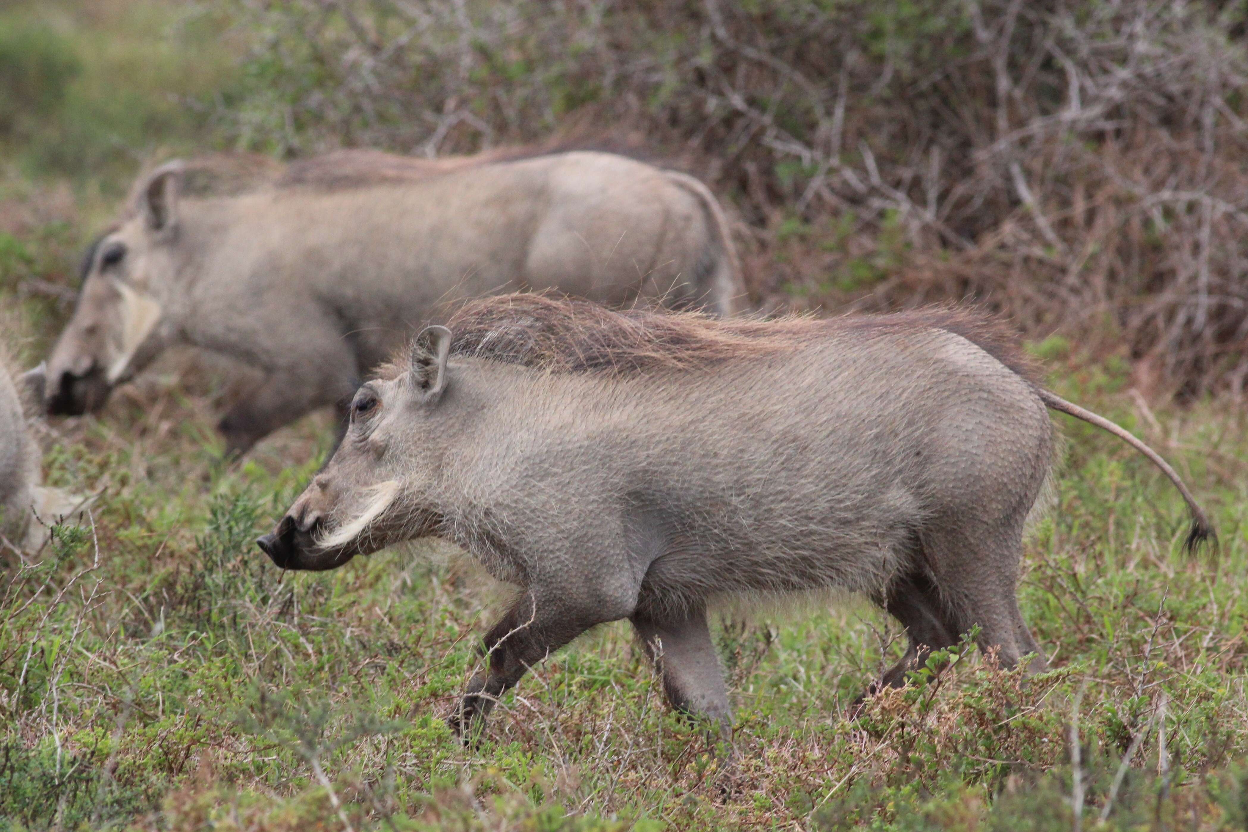 Image of Phacochoerini