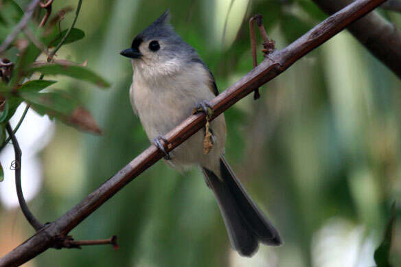 Image de Baeolophus Cabanis 1851