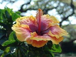 Image of rosemallow