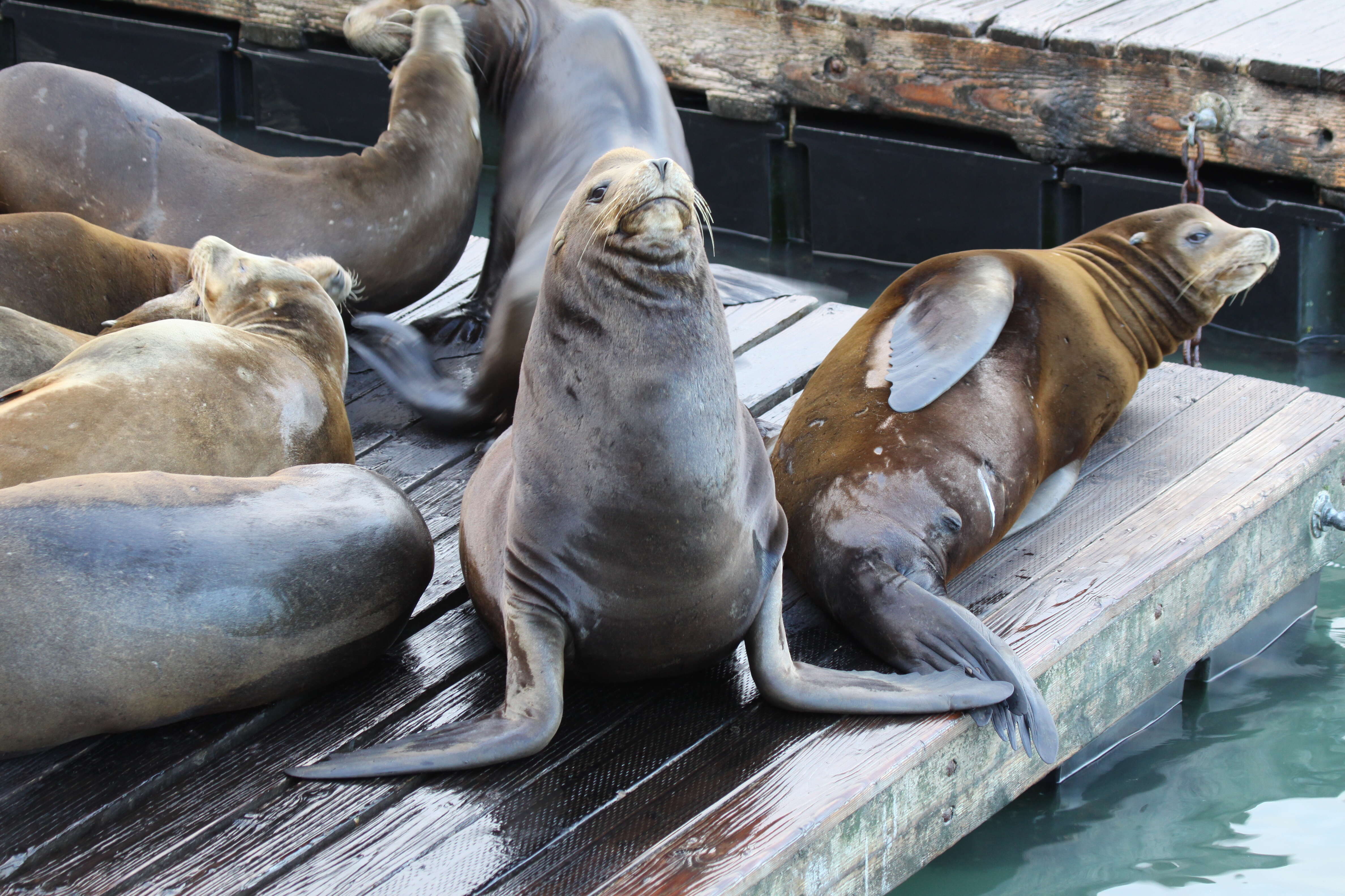 Image of Sea Lion