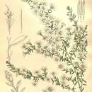 Image de Olearia ramulosa (Labill.) Benth.