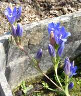 Image of gentian