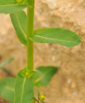Image of Euphorbia hirsuta L.