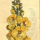 Image of Verbascum creticum (L.) Cav.