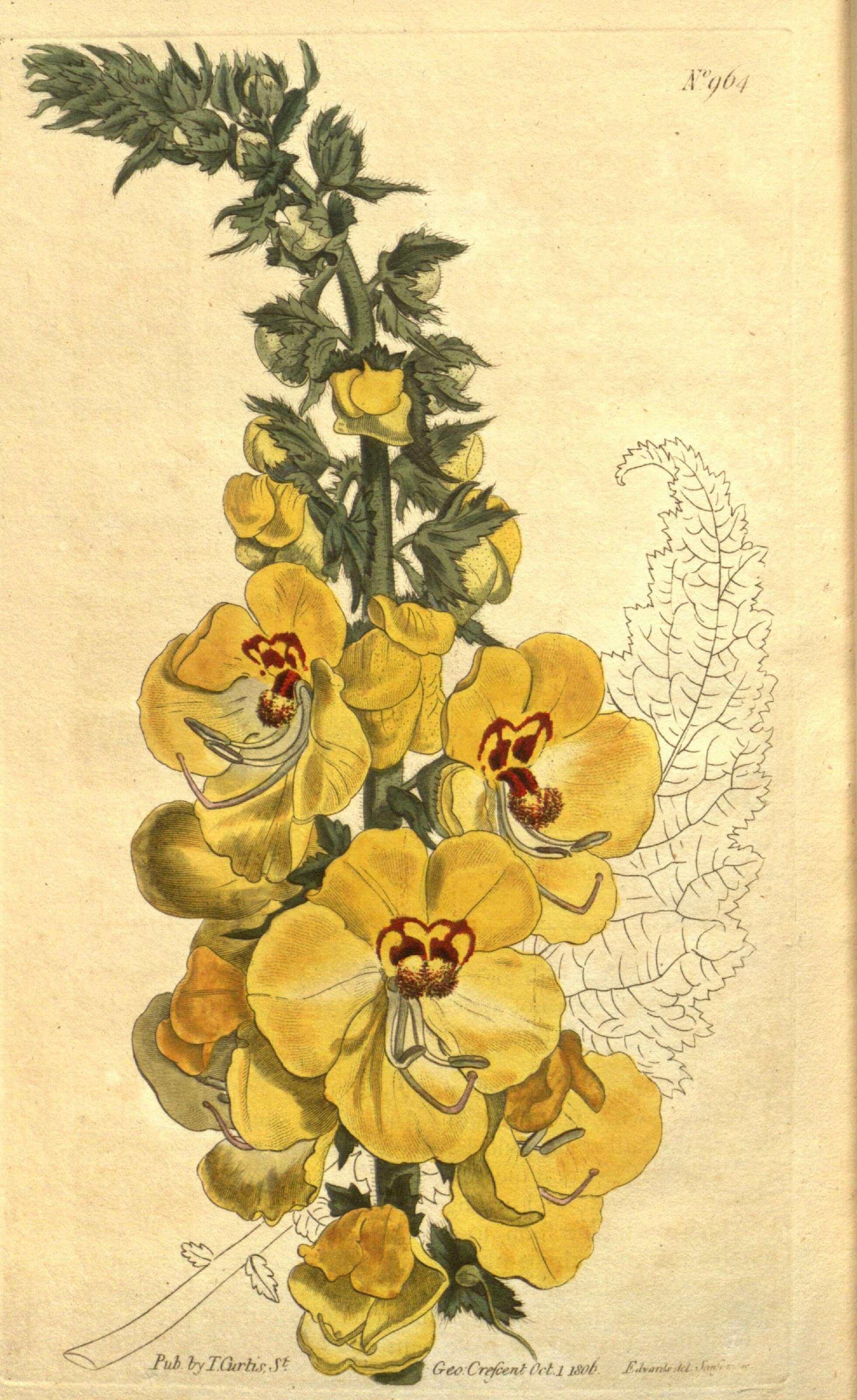 Sivun Verbascum creticum (L.) Cav. kuva