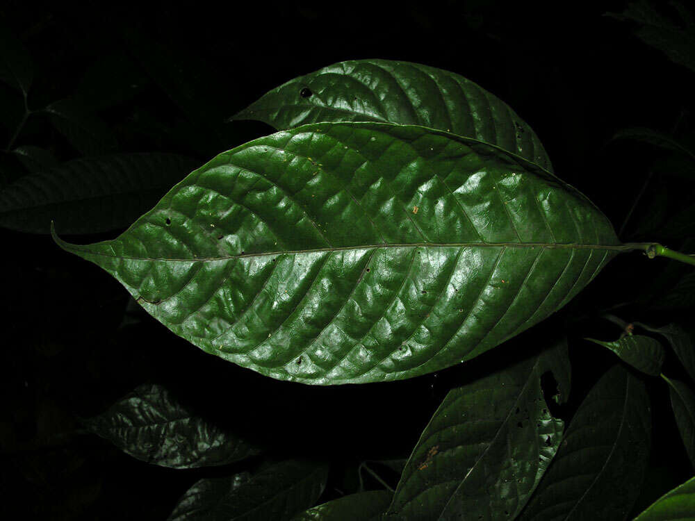 Palicourea acuminata (Benth.) Borhidi resmi