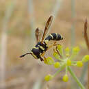 Image of Ceriana vespiformis (Latreille 1809)