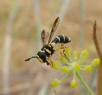 Image of Ceriana vespiformis (Latreille 1809)