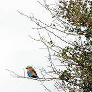 Image of Lilac-breasted Roller