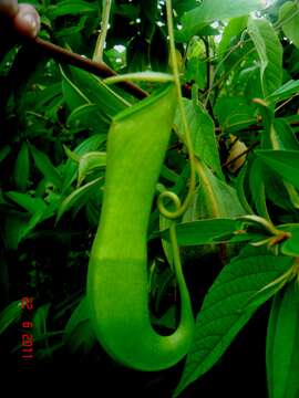 Image de Nepenthes gracilis Korth.