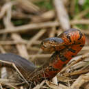 Image of Ringed Water Snake