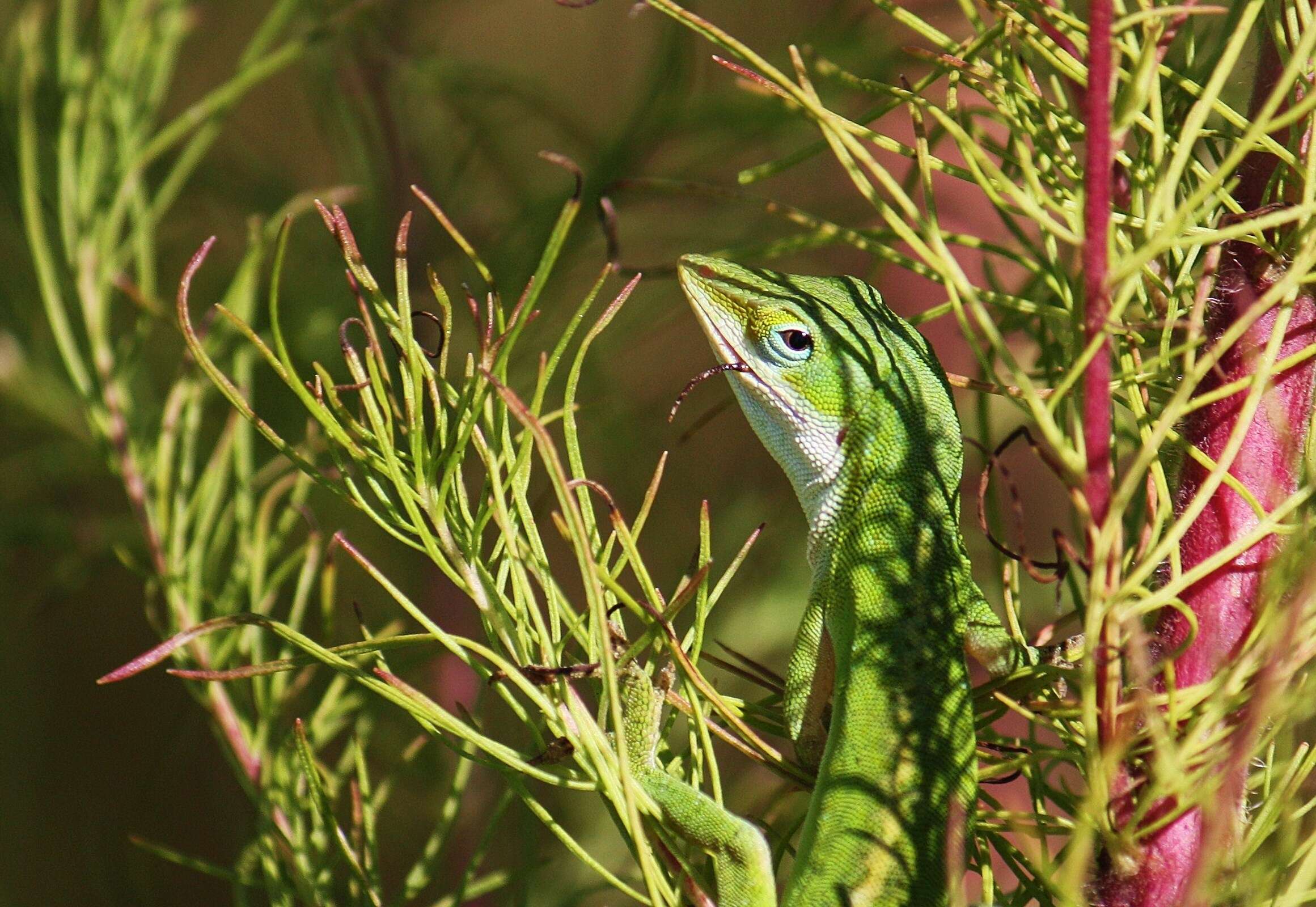 Image of Dactyloidae