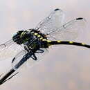 Image of common clubtail