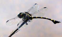 صورة Ictinogomphus rapax (Rambur 1842)