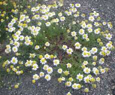 Anthemis arvensis L. resmi