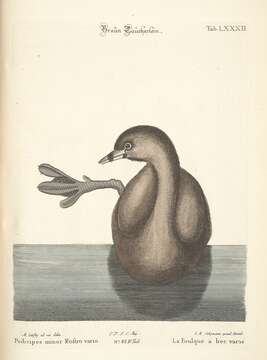 Image of Pied-billed Grebe