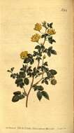 Image of Medicago carstiensis Wulfen