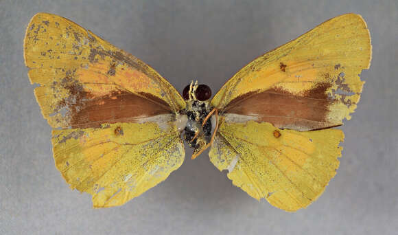 Image of Colias ponteni Wallengren 1860